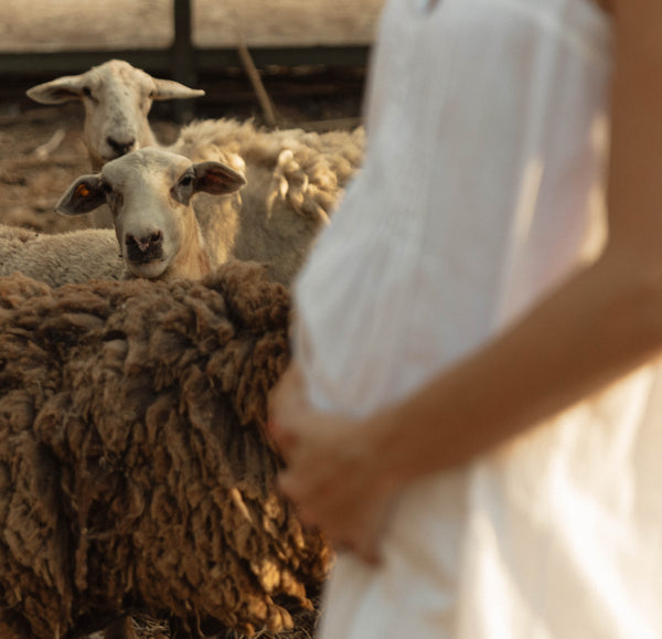 Pregnant woman holding her belly beside grazing sheep in a sunlit pasture.
